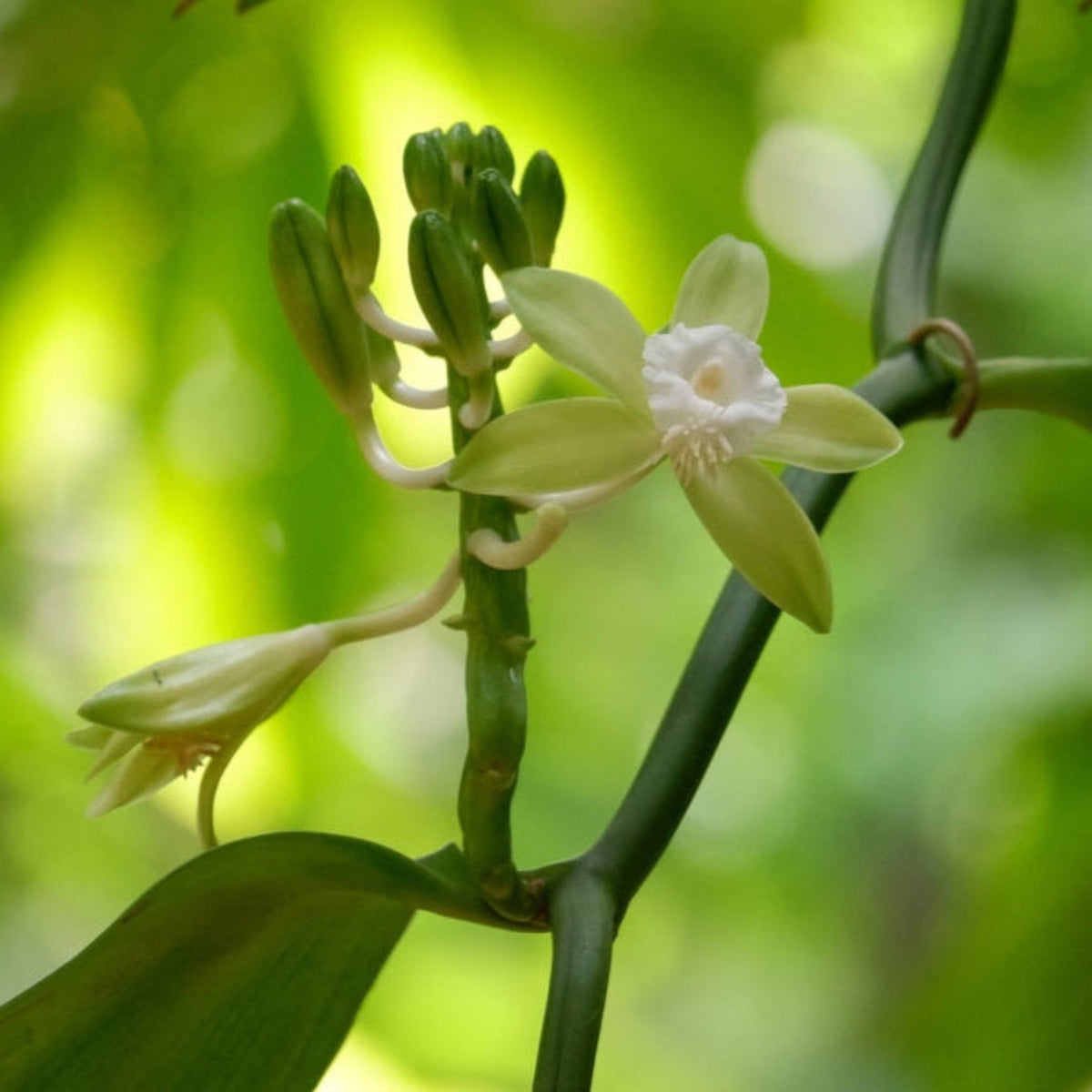 Pale yellow vanilla orchid blossom and green buds on a vine with a blurred green background.