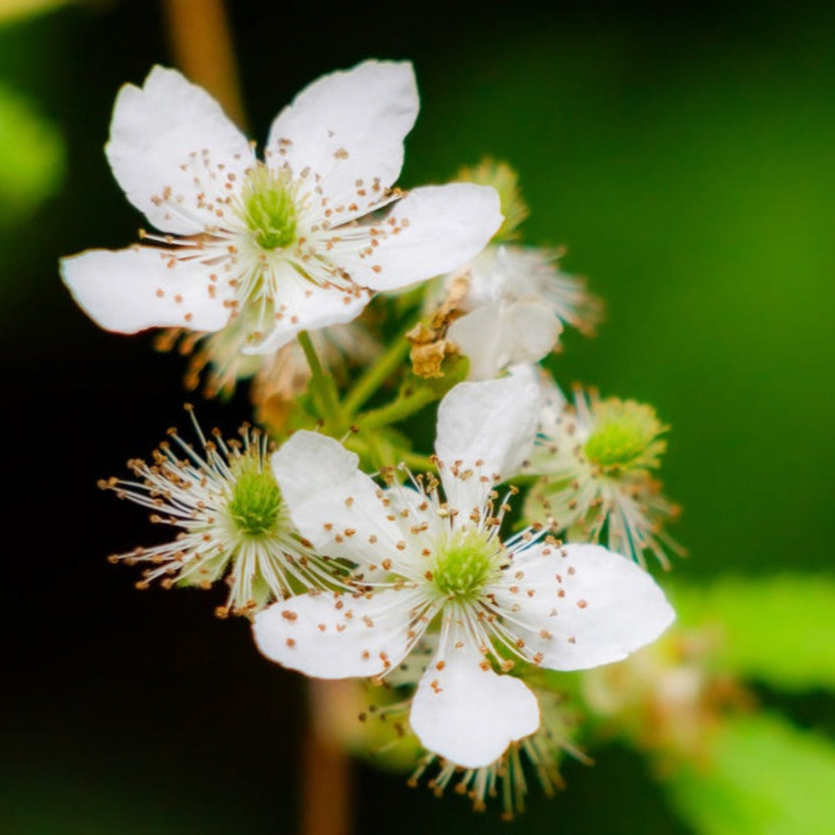 Close-up of white flowers blooming on a Thornless Blackberry Bush.