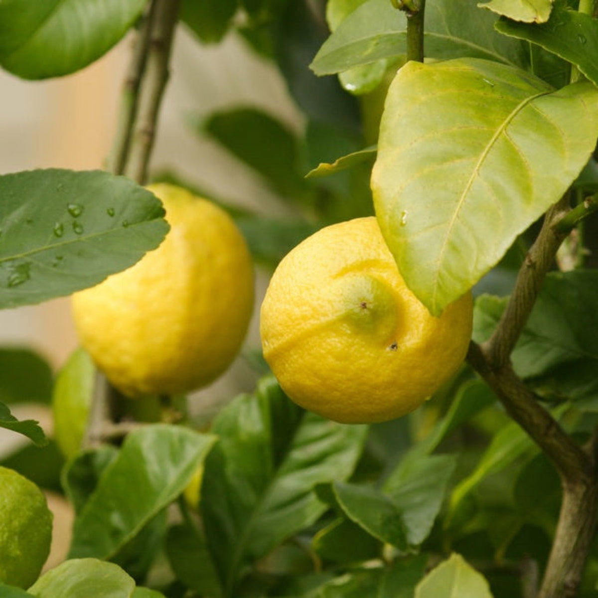 Two Eureka Lemons hanging on a tree with green leaves.