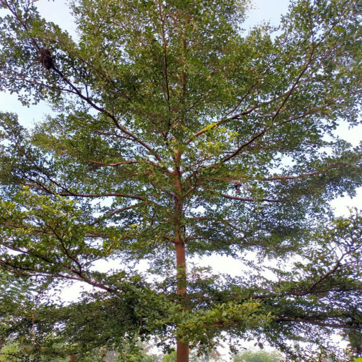 Black Olive tree with a thick trunk and abundant green leaves against a clear sky.