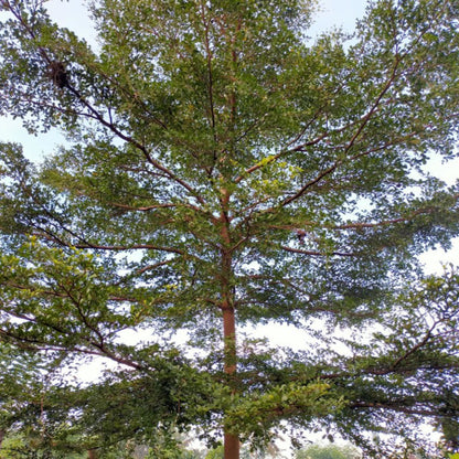 Black Olive tree with a thick trunk and abundant green leaves against a clear sky.