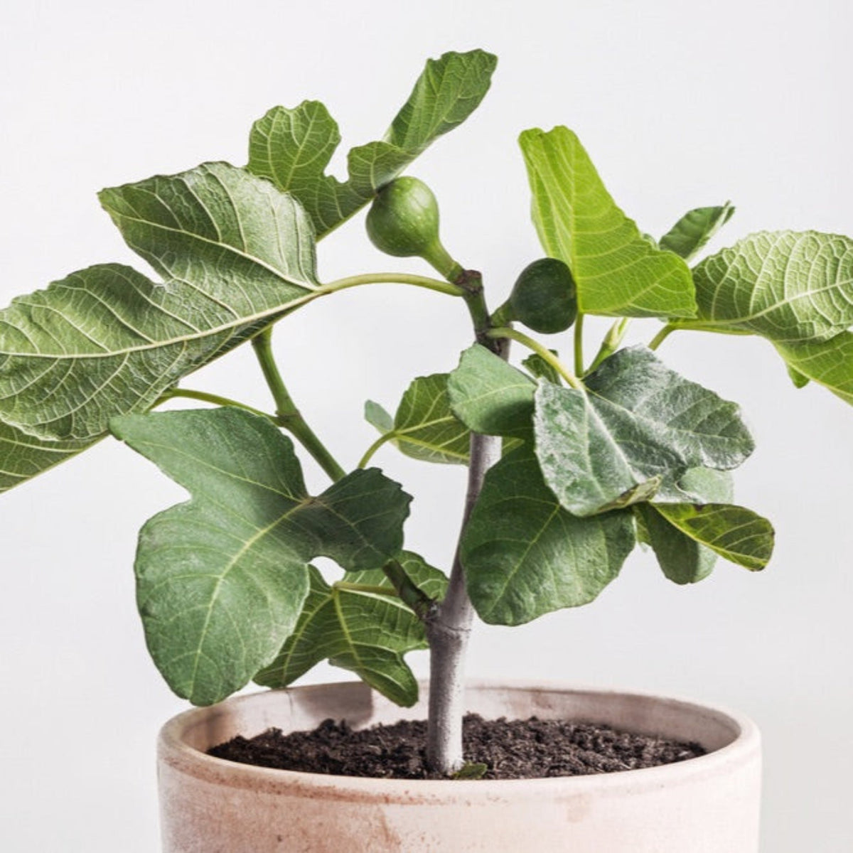 Young Chicago Hardy Fig Tree bush with green leaves and a small unripe fig, planted in a terracotta pot set against a light background.