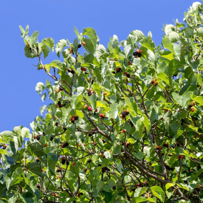 Everbearing Mulberry tree with green foliage and ripening mulberries against a blue sky.