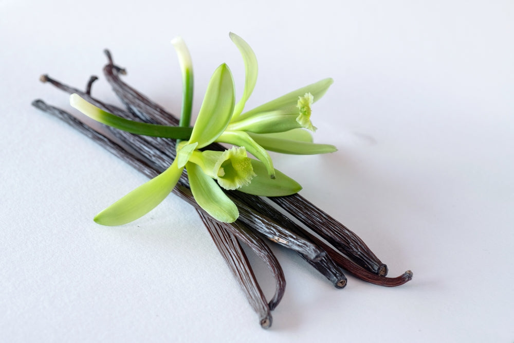 Dried vanilla bean pods topped with fresh green vanilla orchid blossoms on a white background.