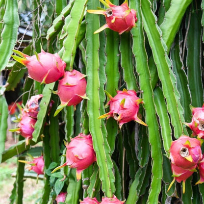 Vibrant pink dragon fruits with yellow-green tipped scales growing on thick, vertical green cactus stems in an outdoor garden.