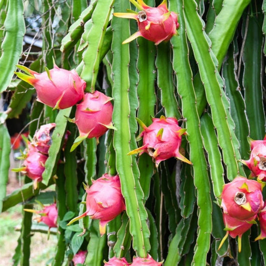 Vibrant pink dragon fruits with yellow-green tipped scales growing on thick, vertical green cactus stems in an outdoor garden.