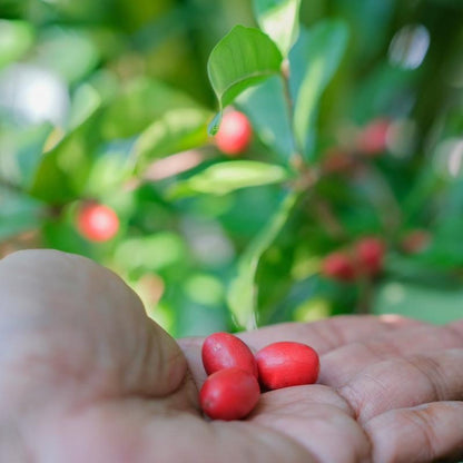 Close-up of an open palm holding small, bright red Miracle Fruit berries with a leafy green plant in the blurred background.