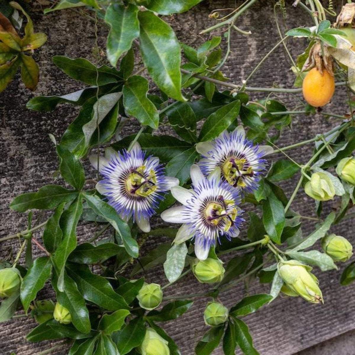 Purple and white passion flowers and an orange fruit growing on a vine against a textured wall.
