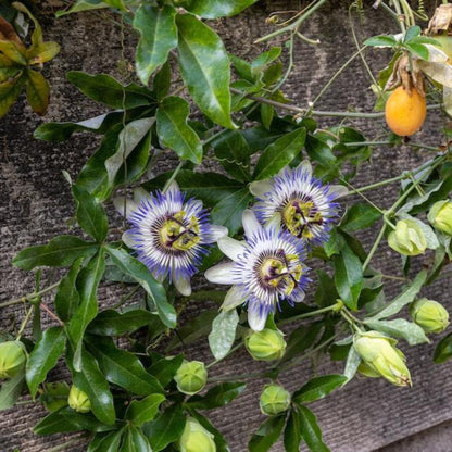 Purple and white passion flowers and an orange fruit growing on a vine against a textured wall.