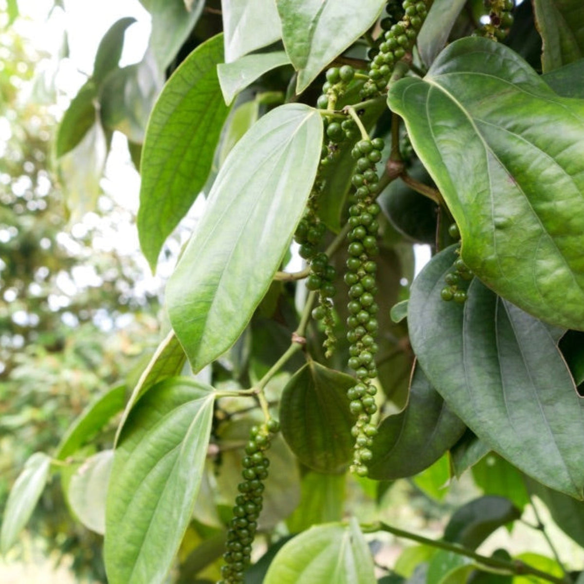 Clusters of green peppercorns hanging from a leafy black pepper plant vine.