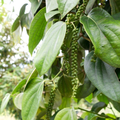 Clusters of green peppercorns hanging from a leafy black pepper plant vine.