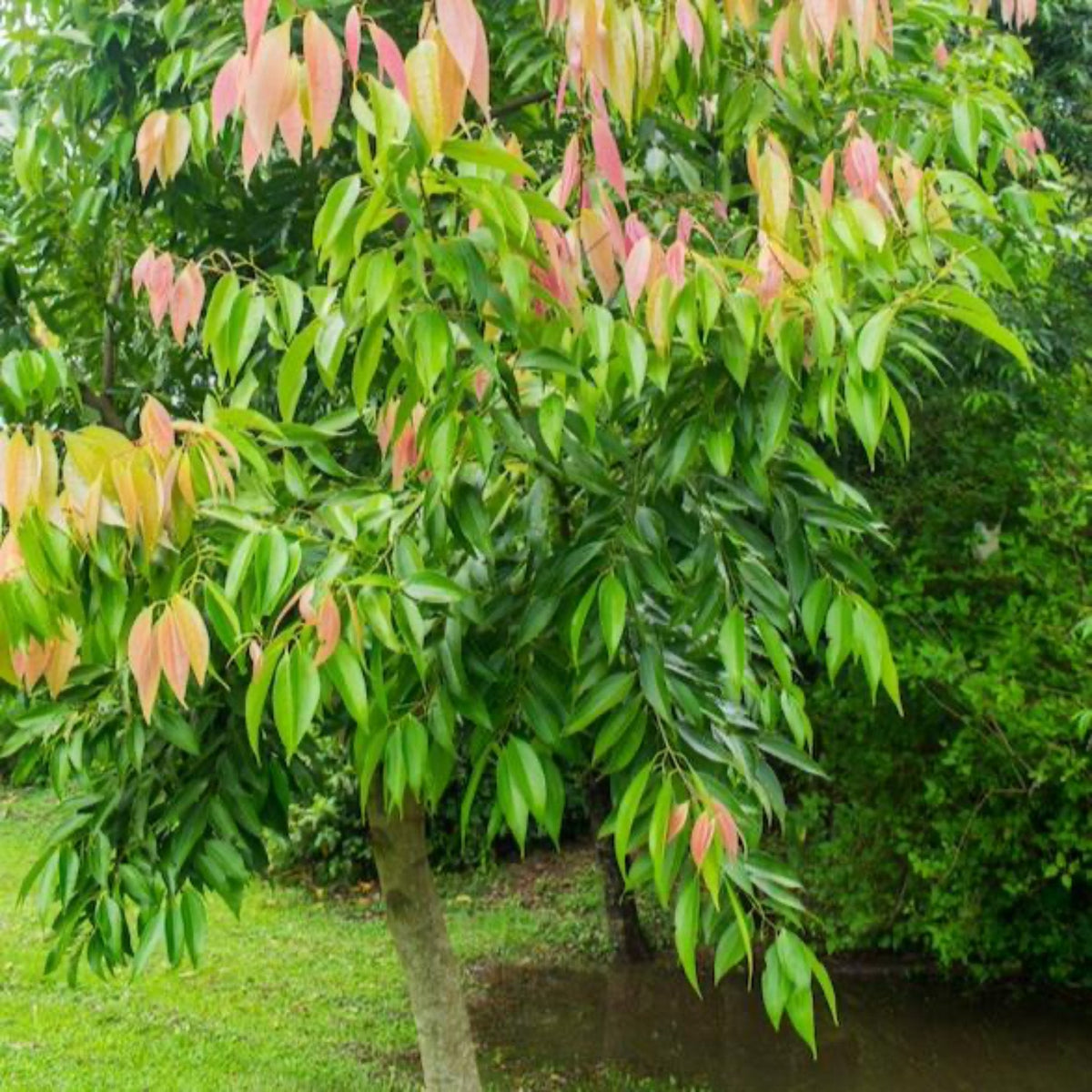 Young cinnamon tree outdoors displaying bright peach and green foliage on a grassy lawn.