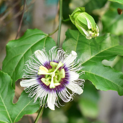 Close-up of a passion fruit flower blossom with white and purple details on a leafy vine.