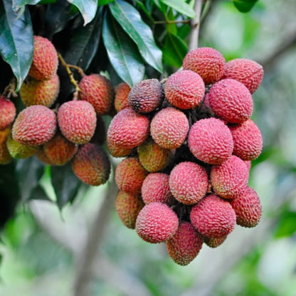Cluster of ripe pinkish-red Mauritius lychees hanging from a leafy tree branch.
