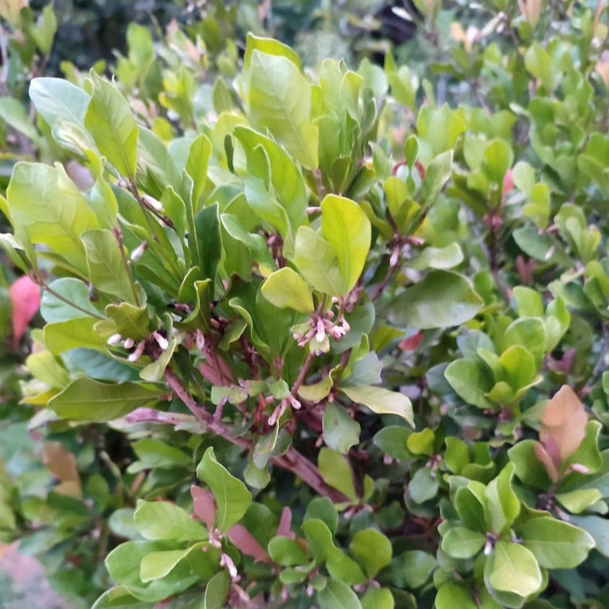 Dense green Miracle Fruit bush with vibrant oval leaves and small white flower buds growing among the foliage.