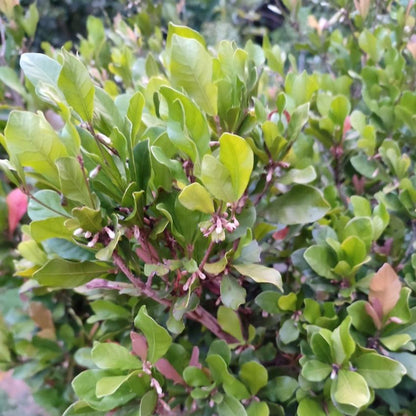 Dense green Miracle Fruit bush with vibrant oval leaves and small white flower buds growing among the foliage.