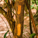 Close-up view of a cinnamon tree trunk showing two vertical stripped sections that reveal the bright orange-brown inner cinnamon bark in a natural outdoor setting.