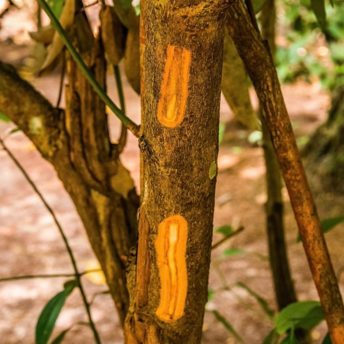 Close-up view of a cinnamon tree trunk showing two vertical stripped sections that reveal the bright orange-brown inner cinnamon bark in a natural outdoor setting.