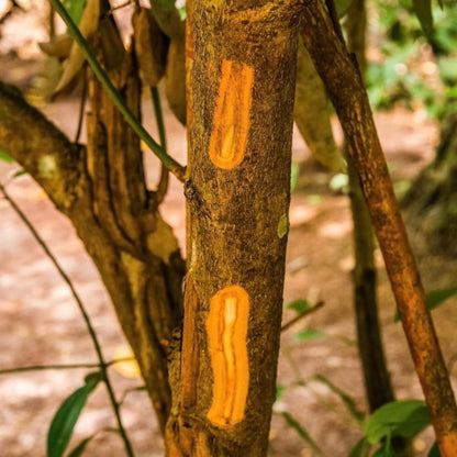 Close-up view of a cinnamon tree trunk showing two vertical stripped sections that reveal the bright orange-brown inner cinnamon bark in a natural outdoor setting.