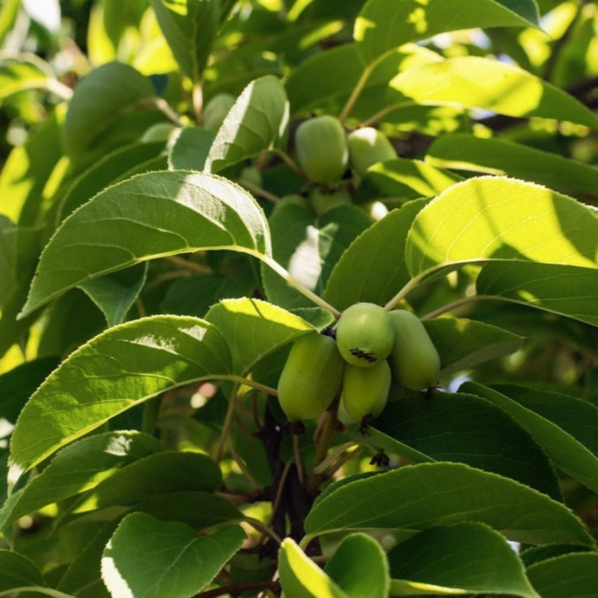 Close-up view of small green Prolific Kiwis growing in a cluster on a leafy, sunlit vine.