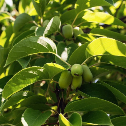 Close-up view of small green Prolific Kiwis growing in a cluster on a leafy, sunlit vine.