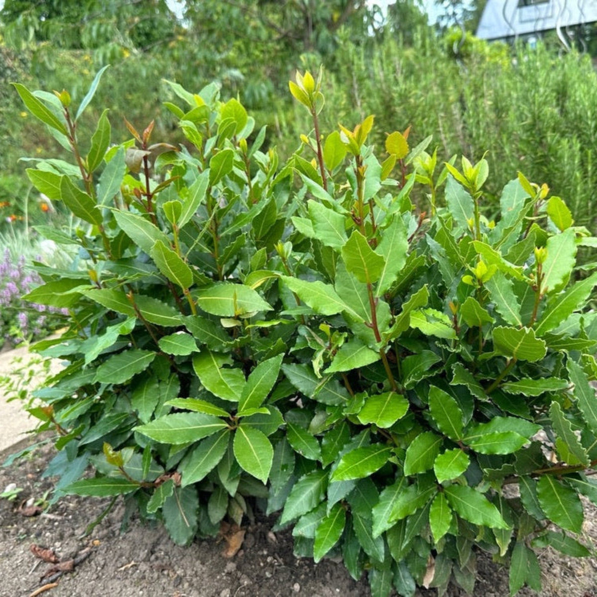 A young Bay Laurel plant with dense green foliage and bright yellow-green top leaves