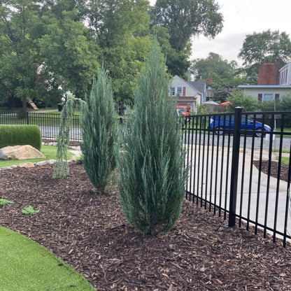 Two upright Blue Arrow Juniper trees planted in a mulched bed next to a black metal fence.