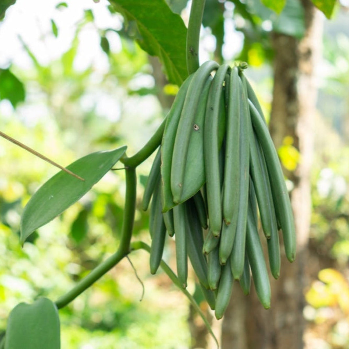 Large cluster of long green vanilla pods hanging from a vine outdoors.