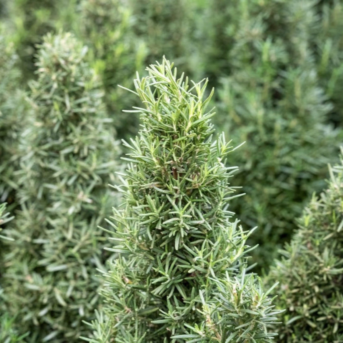 Close-up view of a tall Tuscan Blue Rosemary shrub showing dense, upright, needle-like green foliage.