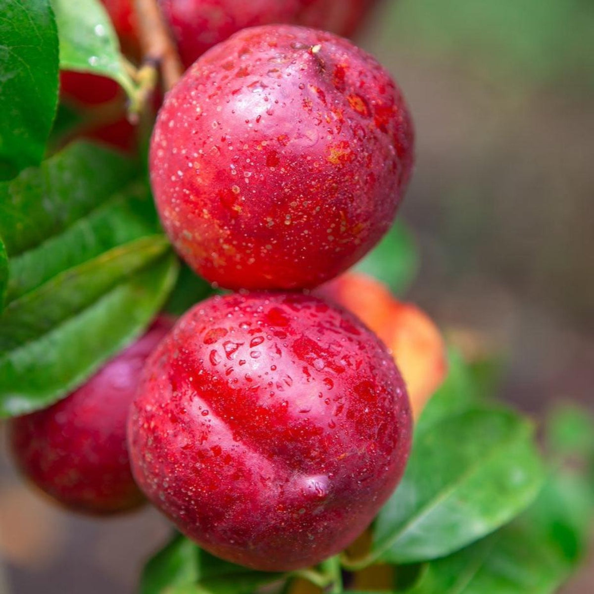 Close-up view of whole and sliced Flavortop nectarines resting on a wooden surface, showing smooth, dark red and yellow-flushed skin with juicy yellow flesh inside