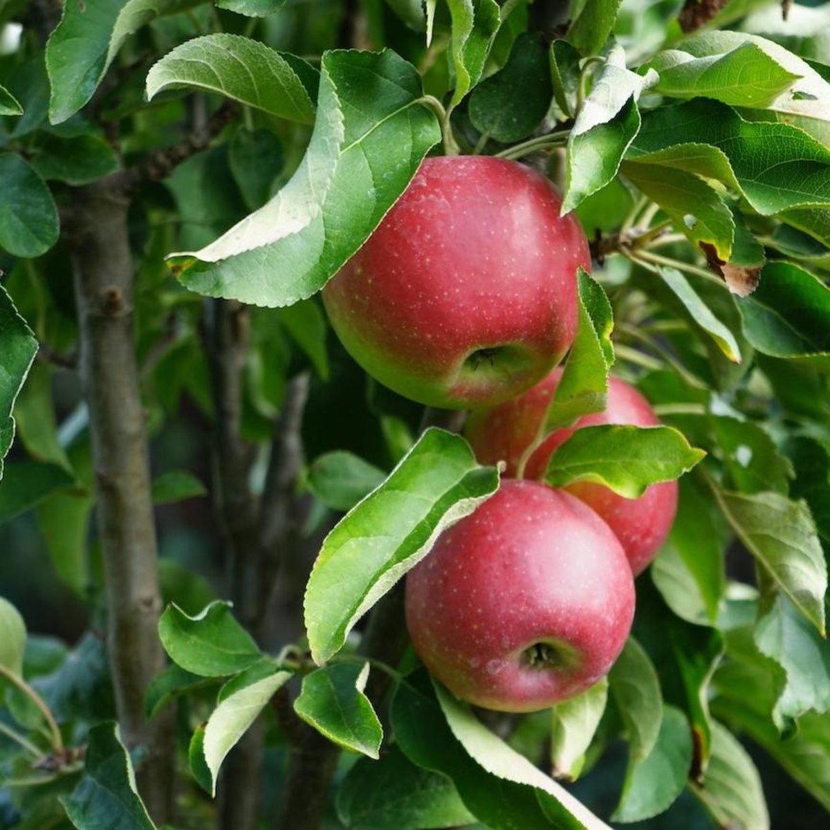 Close-up view of ripe, bright red Tasty Red apples hanging on a leafy green tree branch.