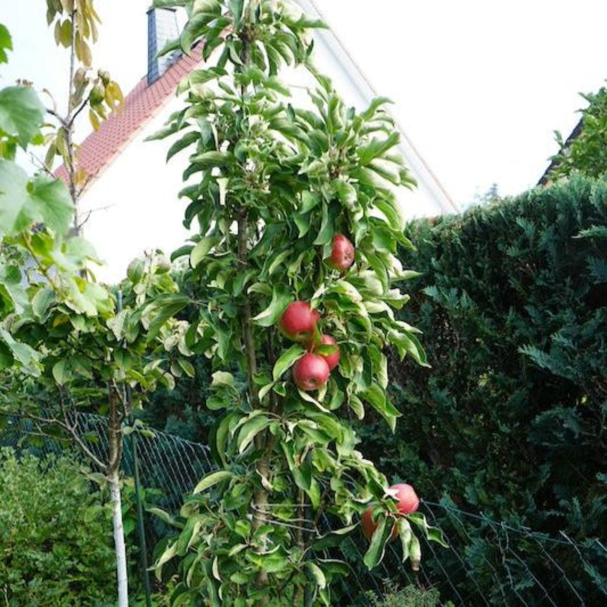 A compact, columnar Tasty Red Fruit Snacks Apple Tree laden with ripe red apples growing in a backyard garden near a house and green hedge.