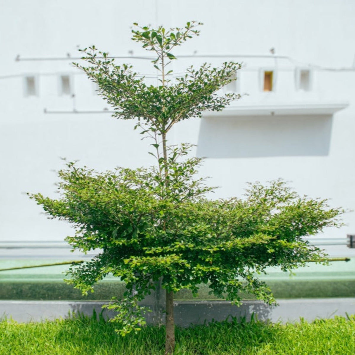 Young Black Olive Tree in front of a white building with green grass