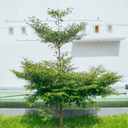 Young Black Olive Tree in front of a white building with green grass
