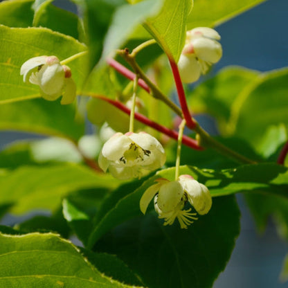 Close-up view of small white-to-cream flowers with yellow stamens blooming on a leafy Prolific Kiwi vine branch with reddish stems.