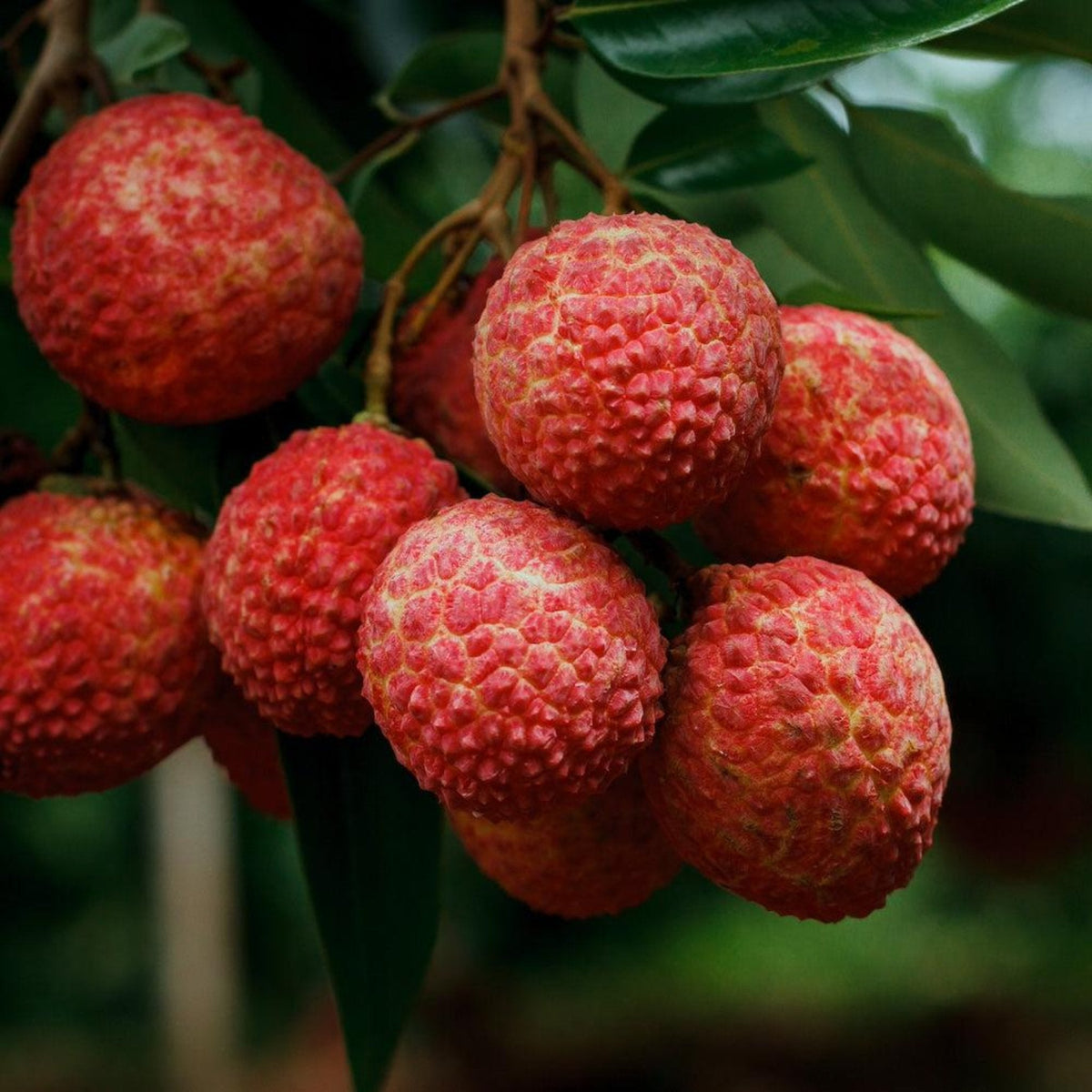 Cluster of vibrant red Brewster lychee fruits hanging on a tree branch.