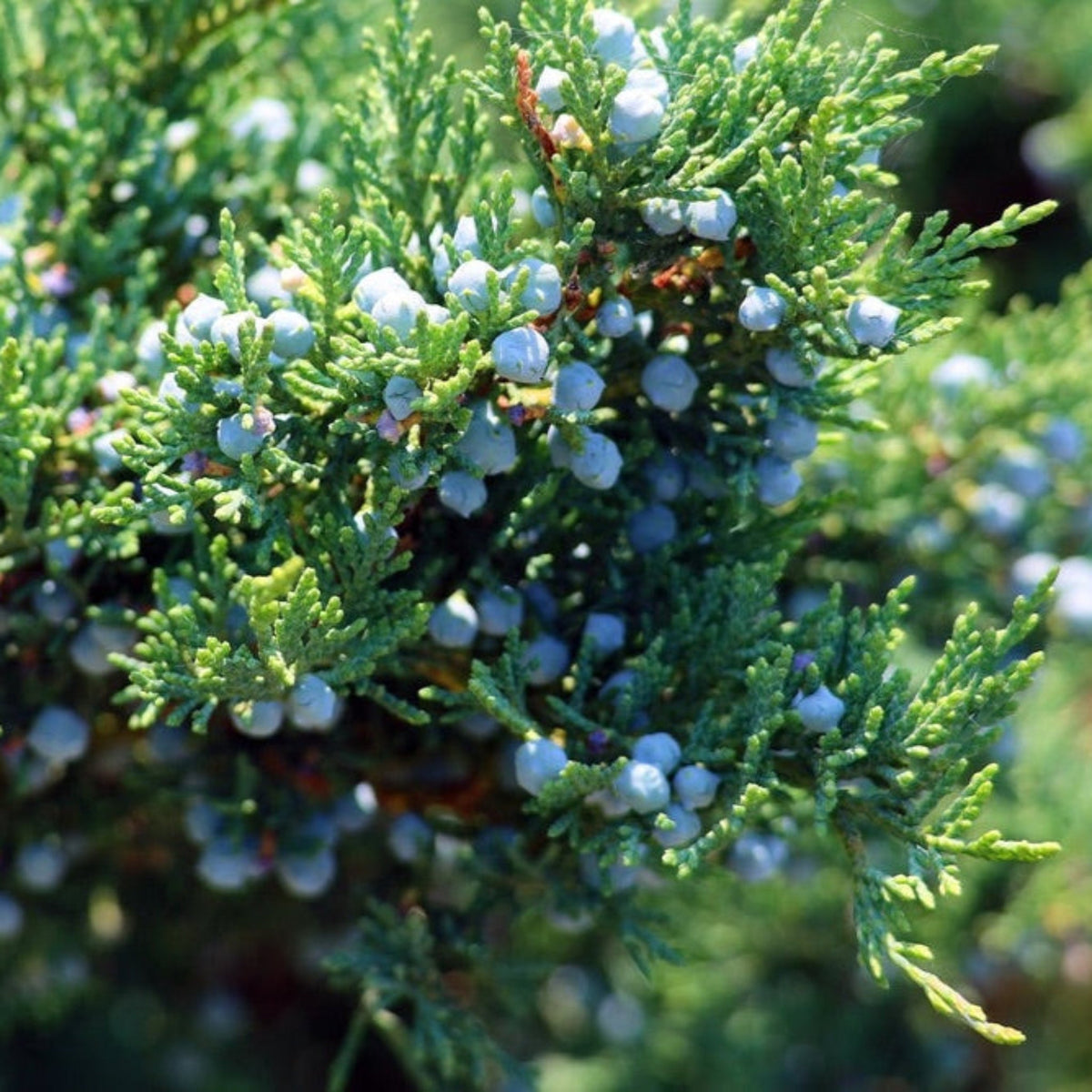 Close-up view of a Brodie Eastern Red Cedar branch featuring dense, feathery green foliage covered in small, round, waxy pale blue berries (seed cones) in bright sunlight.