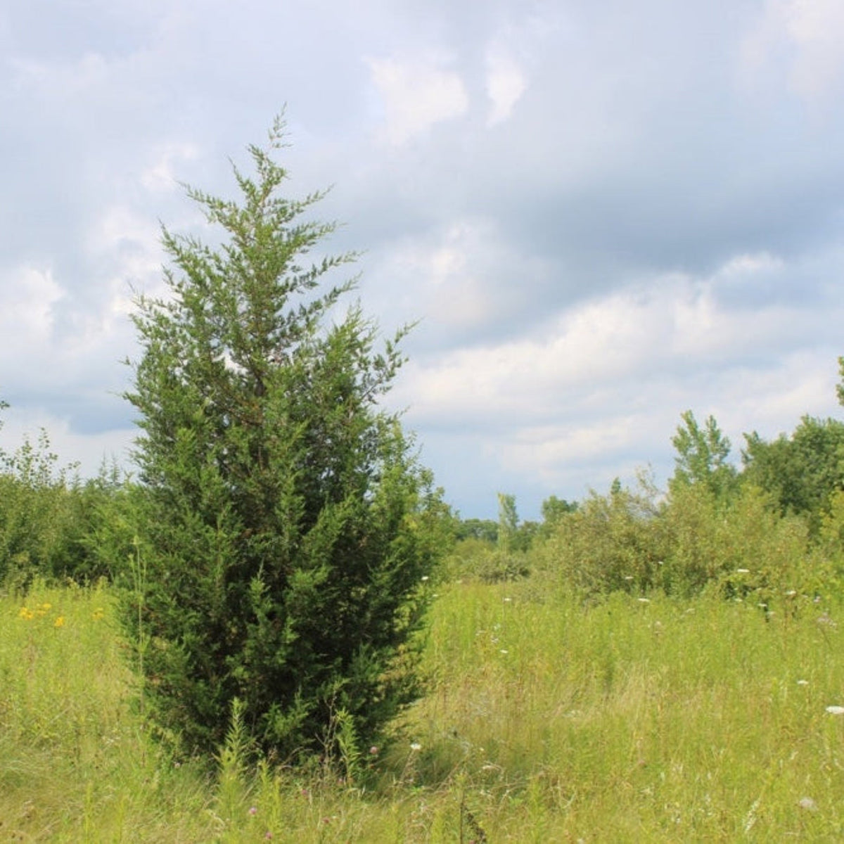 A tall, upright Brodie Eastern Red Cedar evergreen tree growing in a grassy outdoor field under a soft, partly cloudy sky.