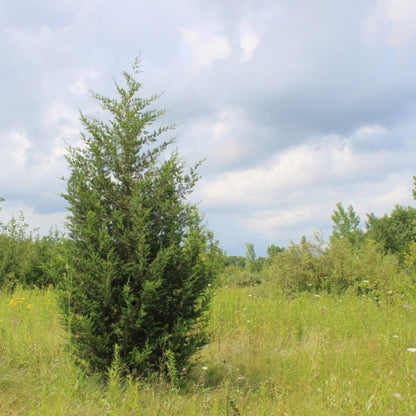 A tall, upright Brodie Eastern Red Cedar evergreen tree growing in a grassy outdoor field under a soft, partly cloudy sky.