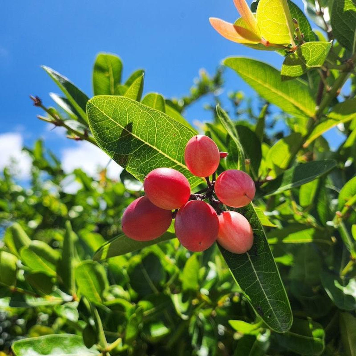 Cluster of red Miracle Fruit berries growing on a leafy branch against a blue sky.