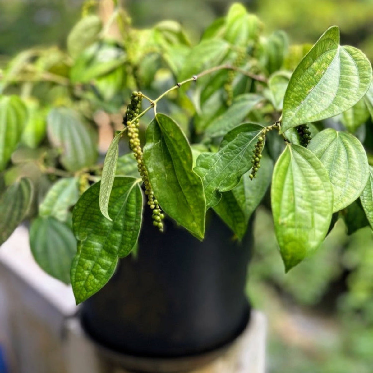 A potted Black Pepper plant with leafy green foliage and hanging clusters of small green peppercorns, planted in a black nursery pot outdoors.