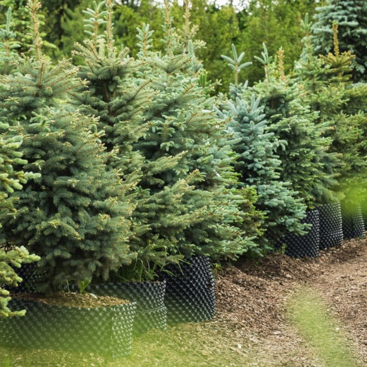 Row of Baby Blue Eyes Spruce in pots in a garden setting