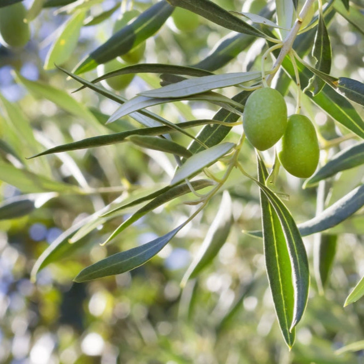 Close-up view of two smooth, bright green olives hanging from a leafy olive branch under bright sunlight with a softly blurred background.