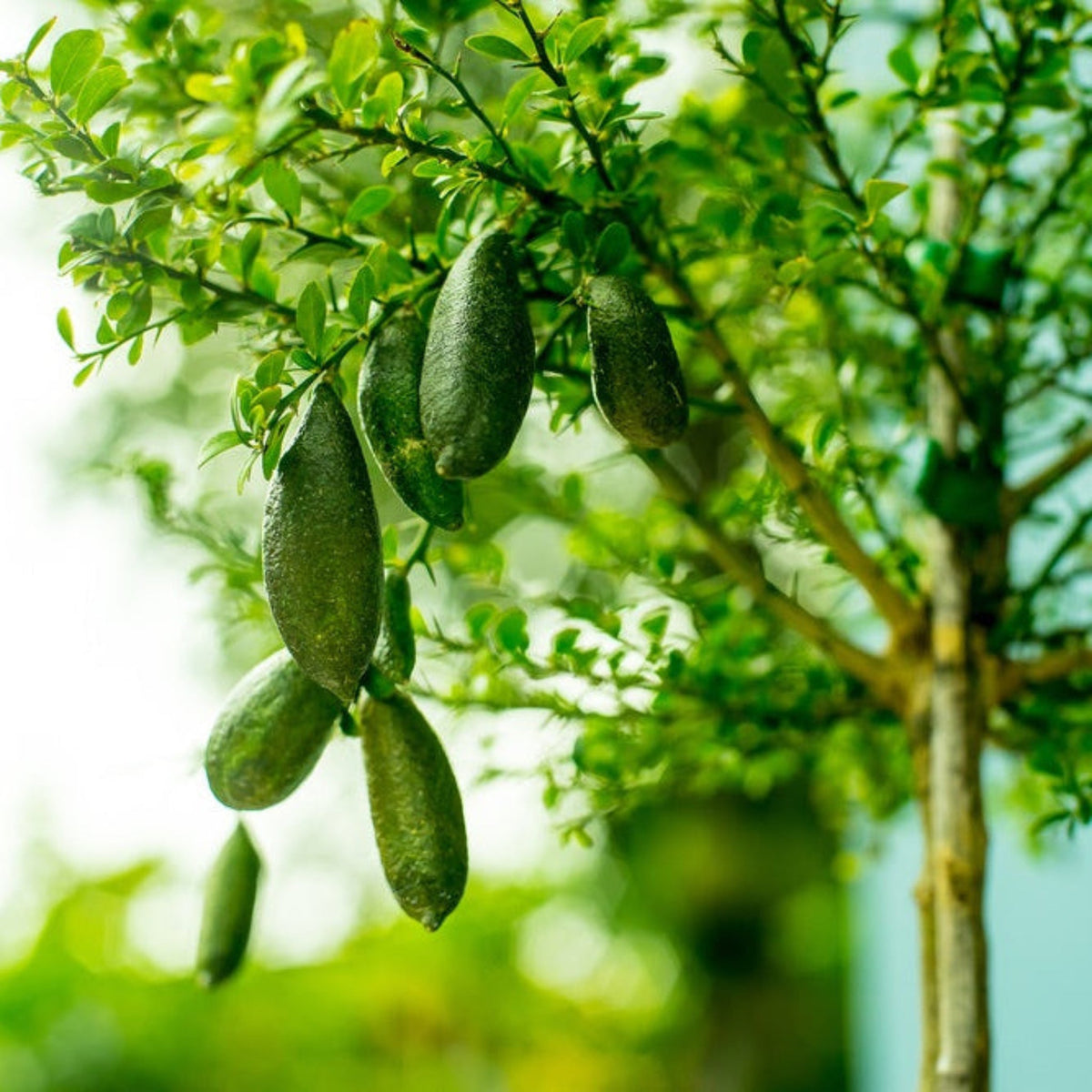 Australian Finger Lime fruits hanging from a tree with a blurred green background