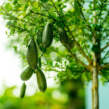 Australian Finger Lime fruits hanging from a tree with a blurred green background