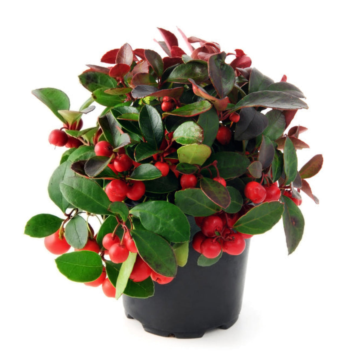 Potted American Wintergreen with red fruits and green leaves on a white background