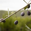 Olive branch with purple olives against a blurred green background