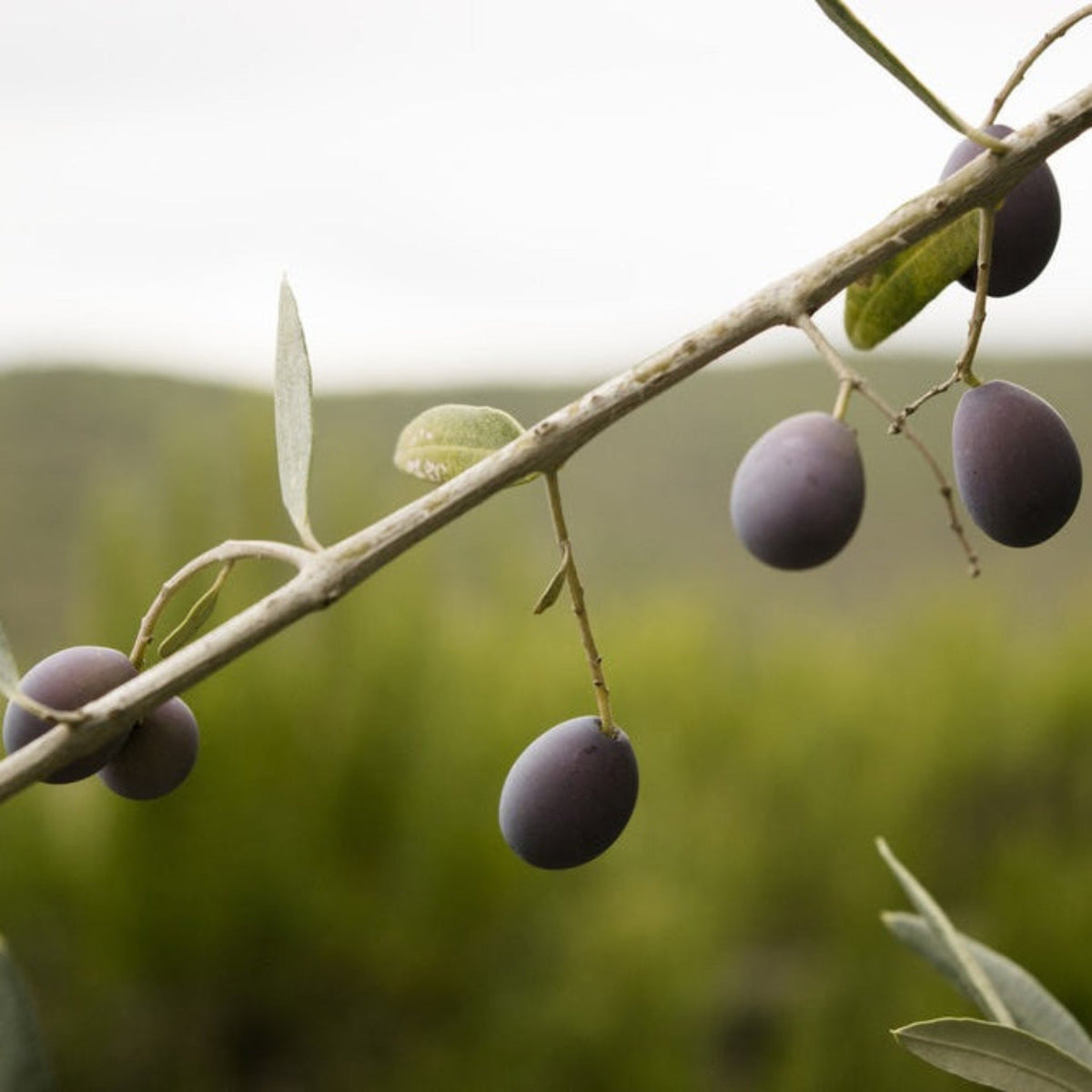 Olive branch with purple olives against a blurred green background