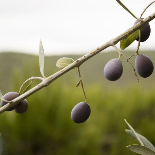 Olive branch with purple olives against a blurred green background