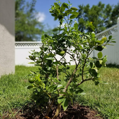 Small Key Lime tree with green leaves and fruits on a grassy lawn.